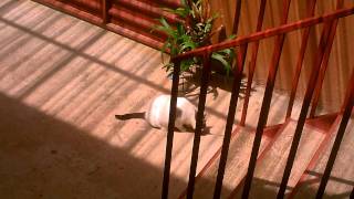 Toshiba Camileo S30 - Test Video