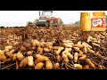 How Peanut Butter Is Made, Peanut Harvesting And Processing With Modern Technology