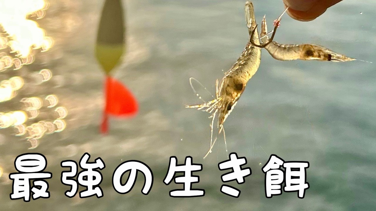 生きてるエビでカゴ釣りしたらやばい！【とっとパーク小島】