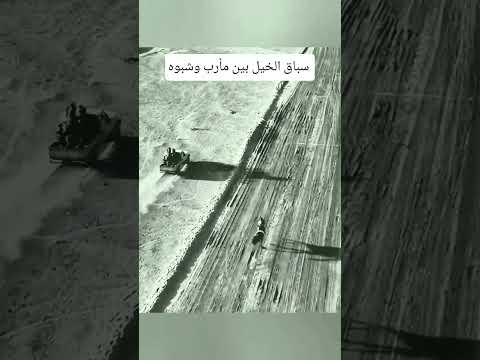 سباق الخيل بين فرسان مأرب وشبوه اليمن سباق الخيل فرسان مأرب شبوة ترند