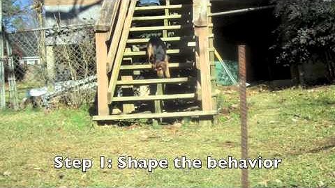 Negative vs Positive Reinforcement captioned