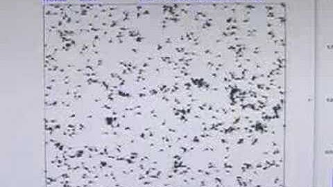 Simulation of Standard Vicsek Algorithm + studio/office view