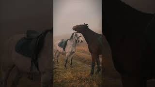 Heartwarming Moment between Two Cuddling Horses