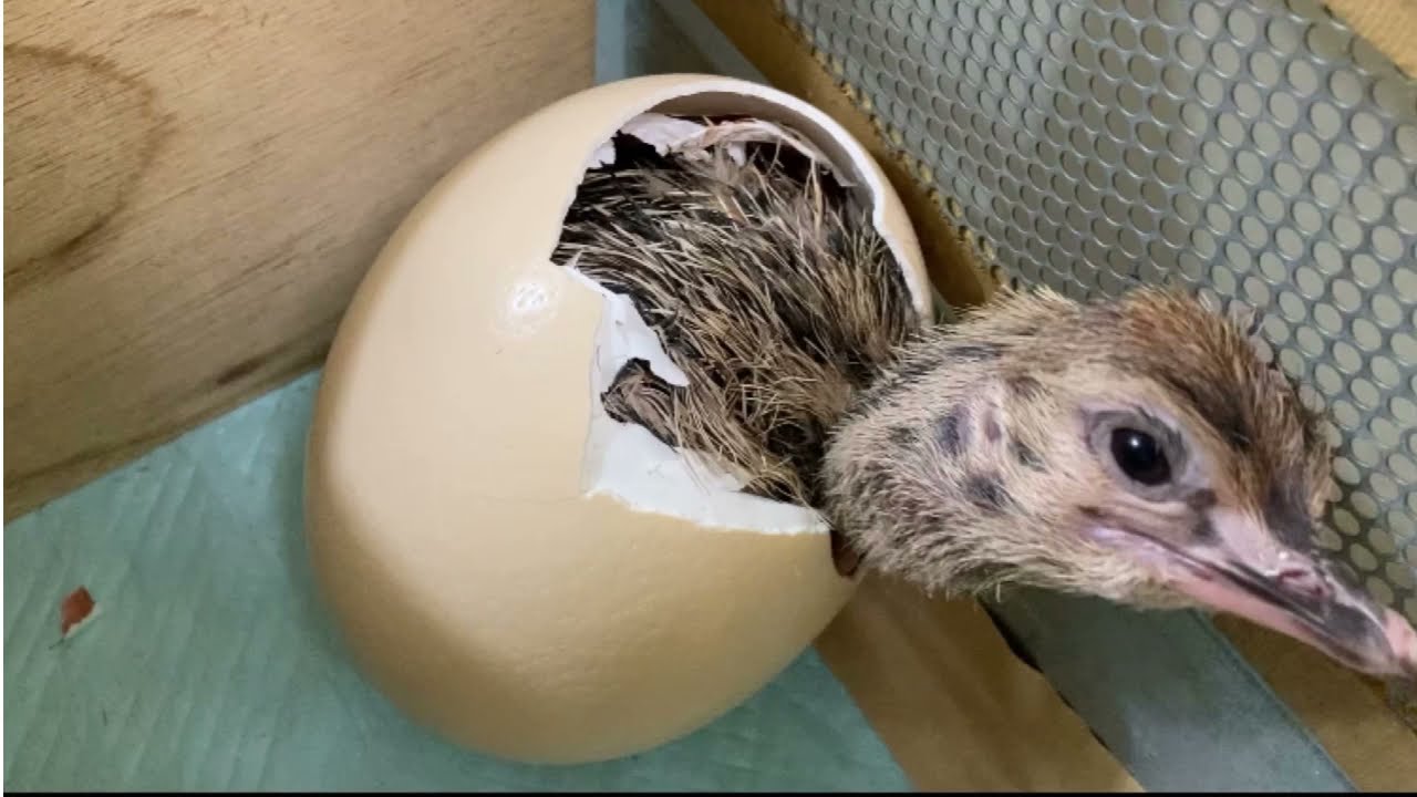 ダチョウの雛の剥製 hq720.jpg?sqp=-