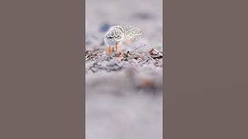 حالات واتس #قرآن #قران_كريم #تلاوة_خاشعة #مؤثر #تلاوات