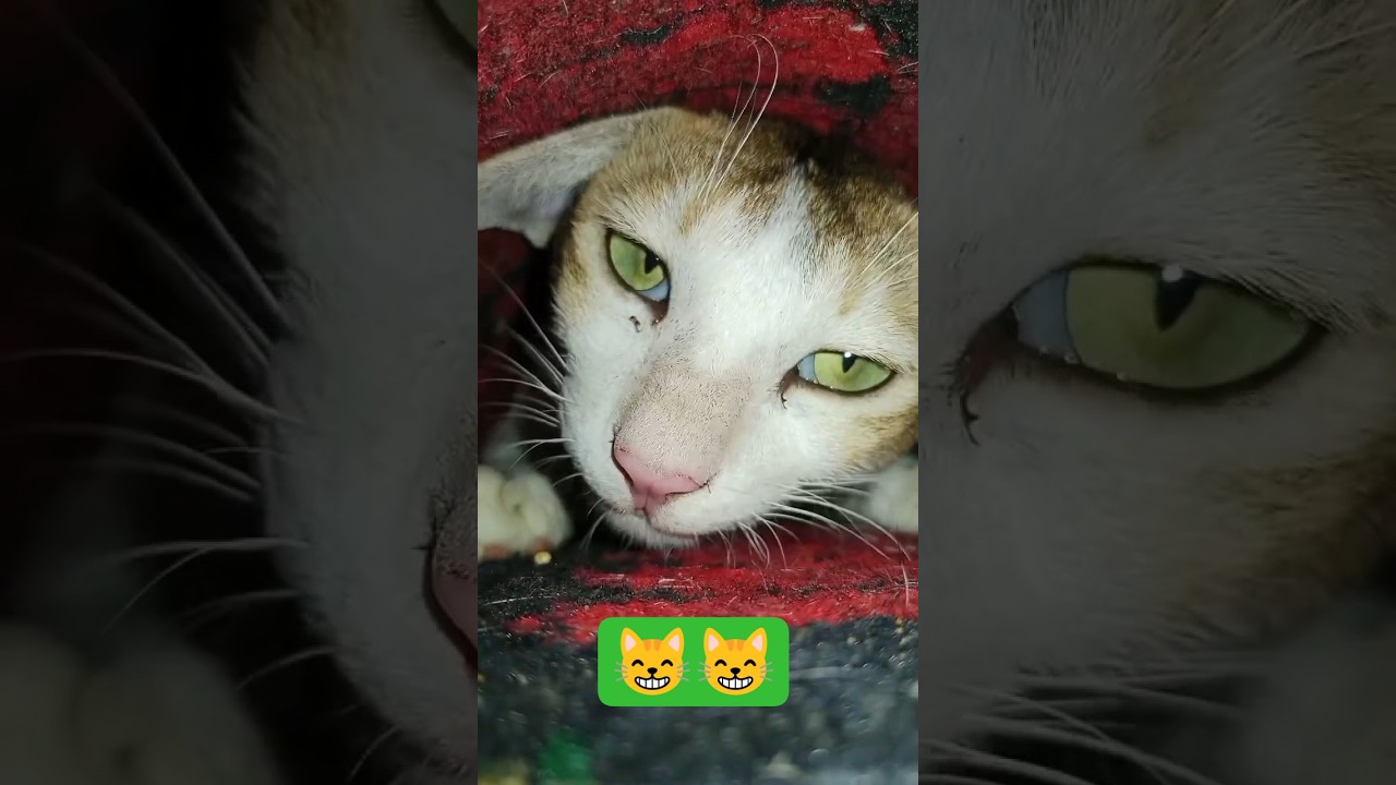 Funny Cat Nating To Do Just eating😸#cat #funnyanimal #funny #pets #catvideos