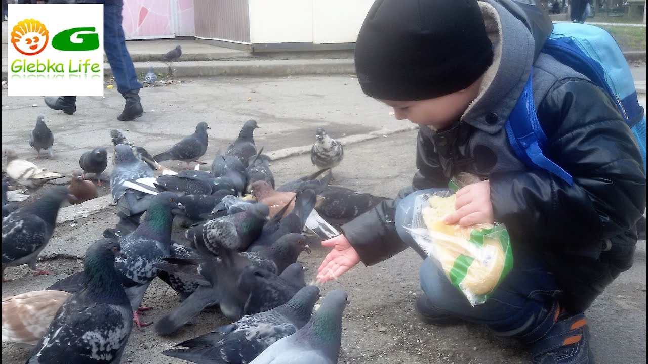 Голуби. ВЛОГ. Как мы кормили голубей из рук) Pigeons. Vlogs. As we fed the pigeons out of the hands)