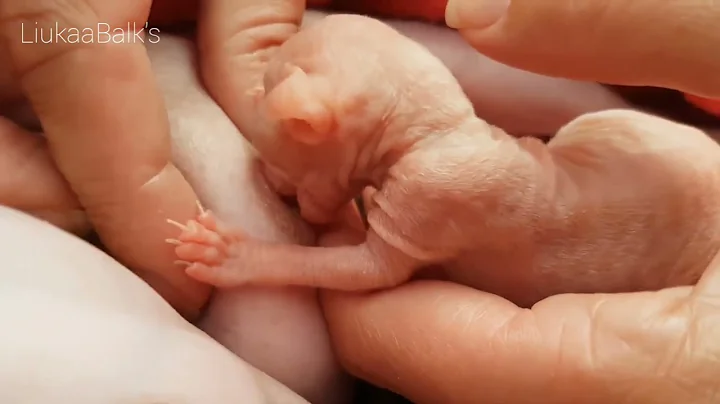 Video 10848971: newborn sphynx kittens, tiny sphynx kitten, sphynx kittens blue, blue eyed sphynx, first feeding