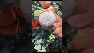 squeeze this fruit and you’ll see😄 #shorts  #frutas