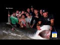 Tiger sharks spotted off New England coast