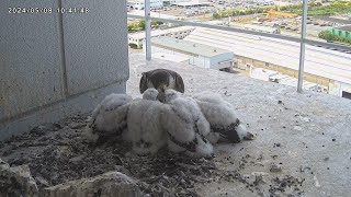 Osaka Peregrine Falcons/20240508/ 5th feeding