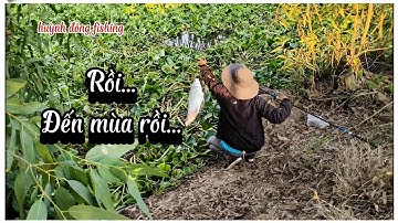 Chia sẻ điểm câu/ săn Thác Lác khu vực này cá lớn....