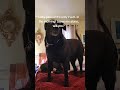 Mad at her is not an option #pets #dogmom #labrador #puppy #labradorlovers #funnypuppy #puppylove