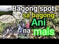 Bagong spot sa bagong ani na maiswild dovebird hunting