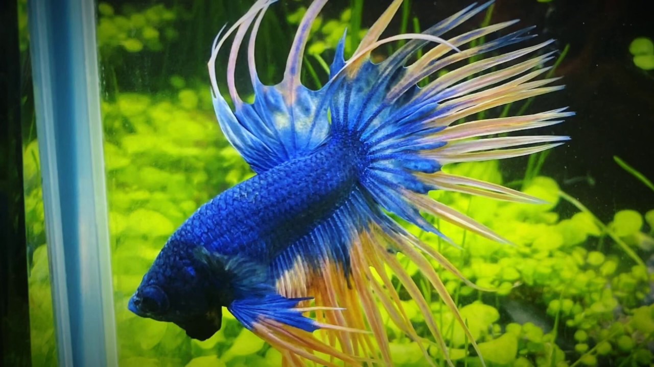 Beautiful Crowntail Betta Fish Live Aquarium Aquascape 