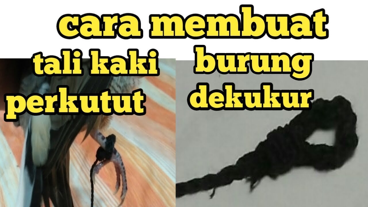 Cara membuat tali kaki burung perkutut mudah 