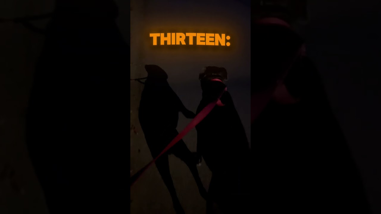 🐕‍🦺 Daily Allen Wisdom #13 🐕‍🦺