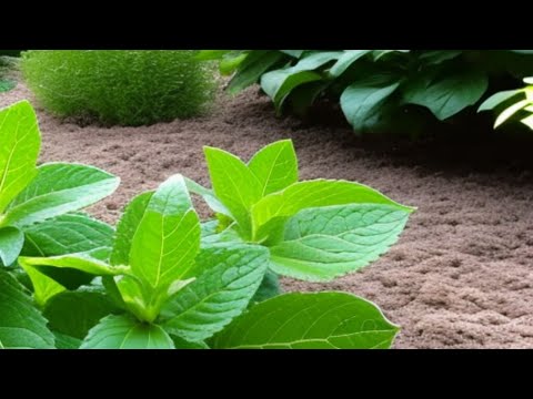 Video: Planting Next To Mint: What Are Good Plant Companions For Mint