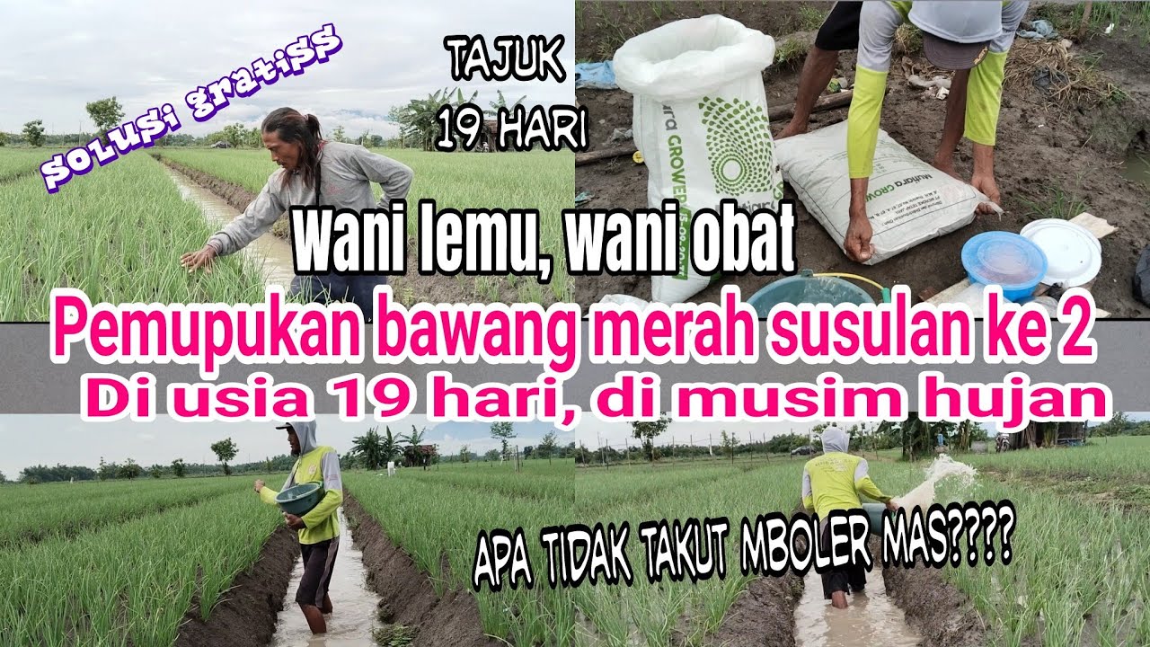 tutorial tanam bawang merah, pemupukan ke 2 di usia 19 hari di musim hujan