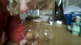 more eggsperiments :)