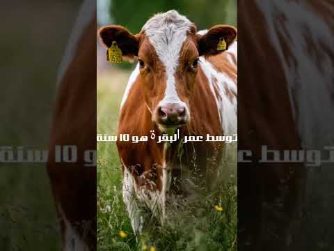 متوسط عمر الحيوانات أعمار الحيوانات الأسد سيدهشك