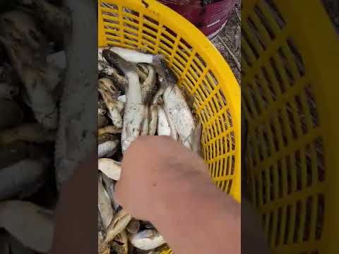Video Cá, lịch Cà Mau nhiều không đếm xuể. - youtube