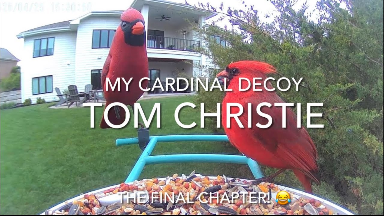 My Cardinal Decoy - The Final Chapter! - YouTube