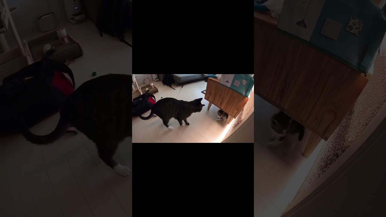 Mio and Shio Cat's Awkward Encounter 