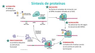 Síntesis de Proteínas