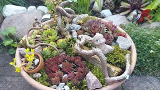 :  /   /     # H"auser f"ur Sempervivum...