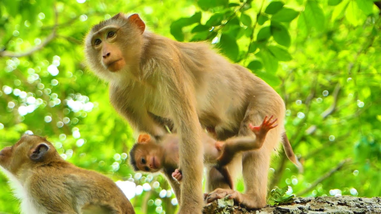 Awesome...A little baby monkey Sada holds the hand of his mom Sabe like this.