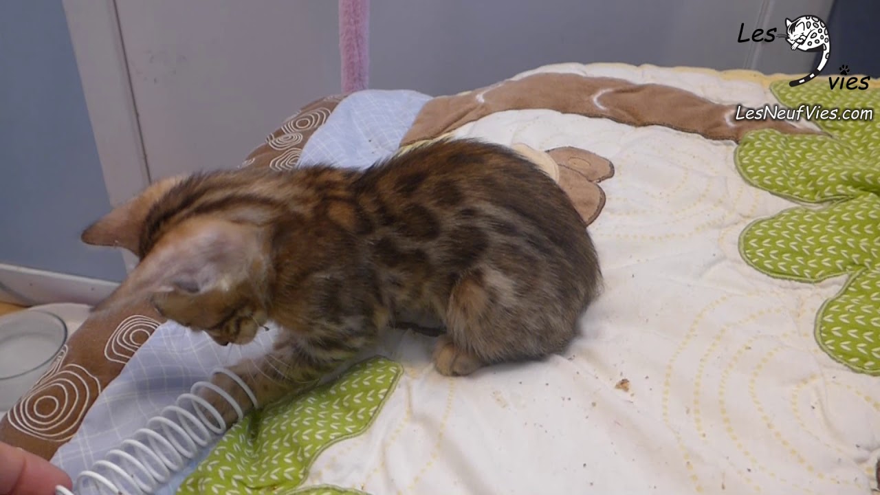 2019 01 10 Chat Bengal Polisson A 6 Semaines