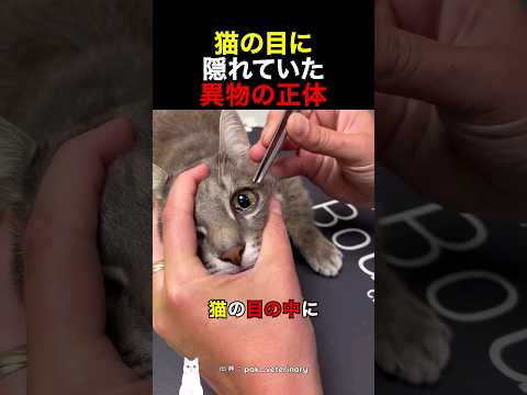 猫の目に隠れていた異物の正体