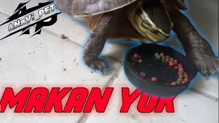 Download lagu YOK MAKAN BARENG BONITA (bon bon)| ANaVi PETS