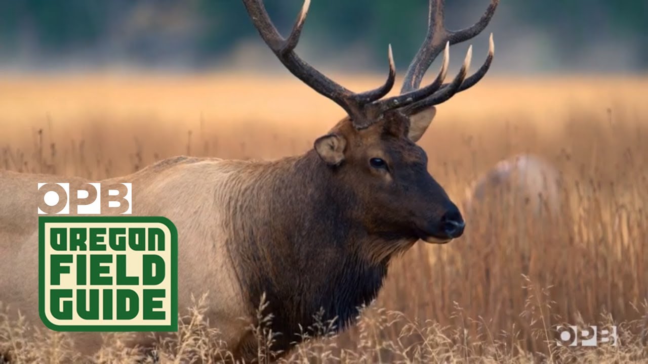 How Do You Hunt Zumwalt Preserve?