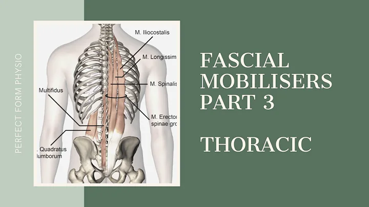Part 3 - Fascial mobilisers for improving flexibil...