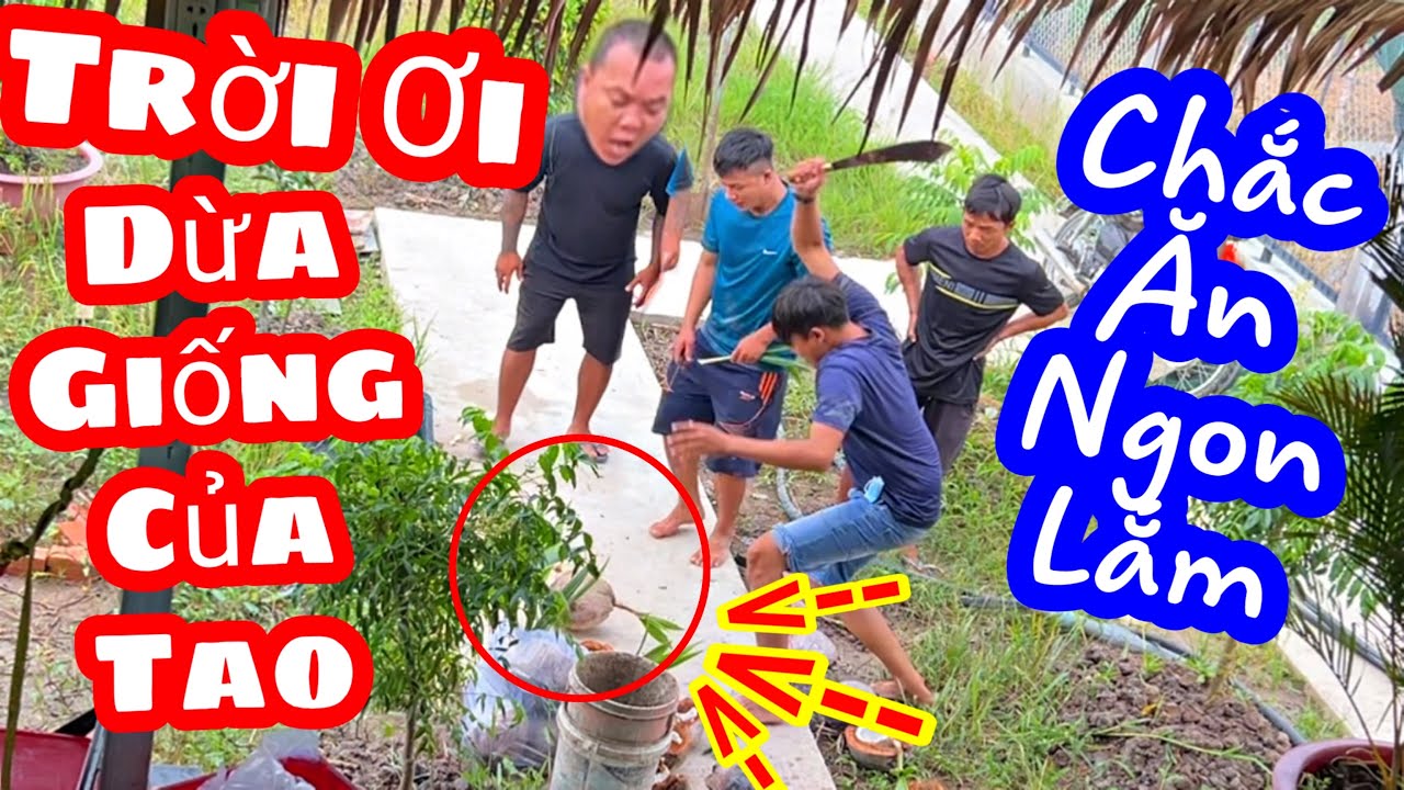 TXTV - Trời Ơi Dừa Giống Của Tao Tụi Mày Hết Thứ Phá Rồi Hả | Thánh Xàm đau xót khi thấy cảnh này