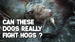 Hunting WILD HOGS with Dogs | AND How to BARBECUE Wild Boar Meat if you're a MEATEATER