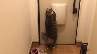 ポストに走っていく猫 ノルウェージャンフォレストキャットCat run to the post.Norwegian Forest Cat.