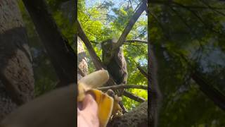 Feeding the Mikos in Trilha Pedra do Telégrafo, Rio de Janeiro 2026.
