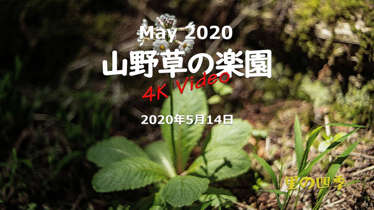 草野 アルミ柄片手芝生鋏 SGS-2 | ジョイフル本田 取り寄せ＆店舗受取