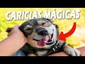 3 Lugares Para Acariciar a Tu Perro Para Que se Relaje