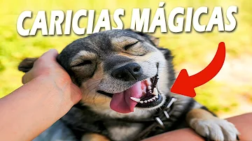 ¿Dónde les gusta más a los perros que los acaricien?