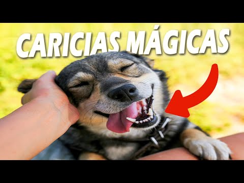 Video: Cómo y por qué dar un masaje para perros: (¡Tu perro quiere que leas esto!)