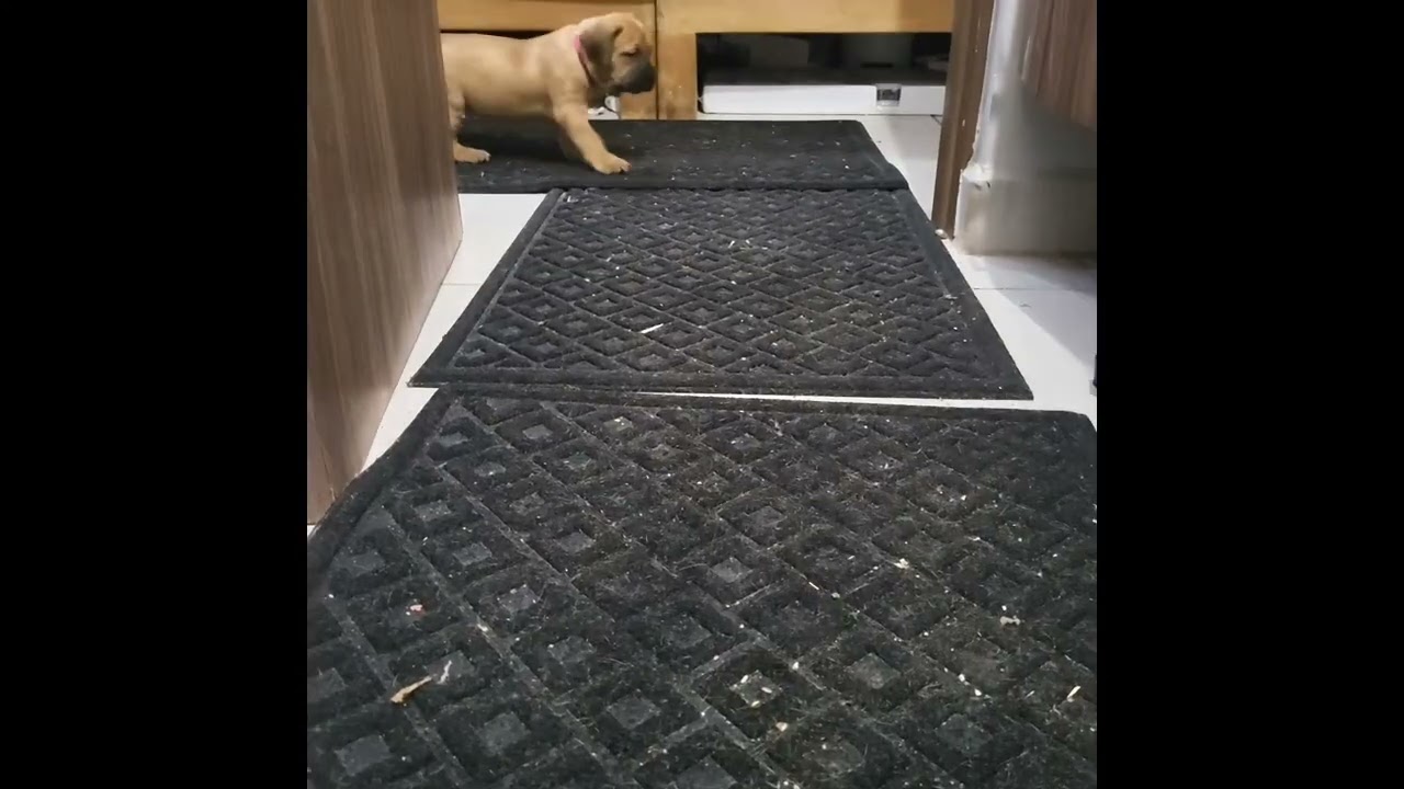 5 week old Wonder Woman!