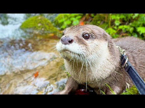Original Video] Humorous and Adorable Otters Hiking in the