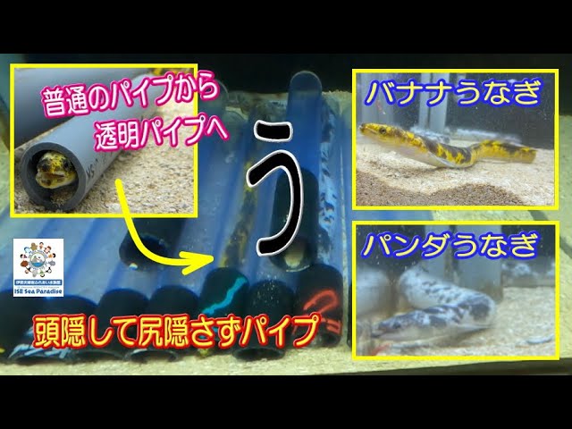 お魚関連】バナナとパンダの頭隠して尻隠さず(笑)（伊勢シーパラダイス