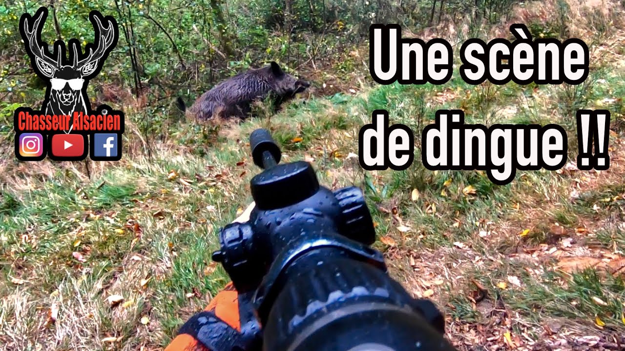 TIR D'UN GROS KEILER À 2 MÈTRES !! Chasse aux sangliers en battue en Alsace