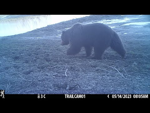 Yukon Grizzly, Wolves