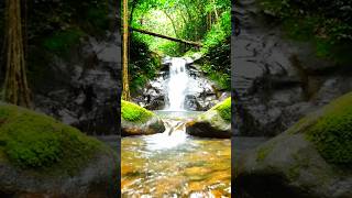 Waterfall with Bird Singing for Medicine,Deep Rest &amp; Sleep. #riversounds #naturesounds #asmr